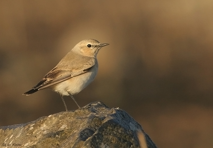     Isabelline Wheatear  Oenanthe isabellina    , , 2009.  